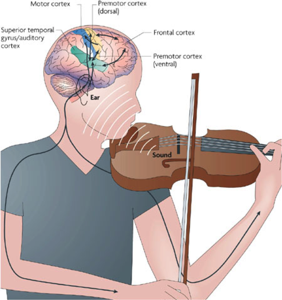 music-lessons-brain - North Fulton Music